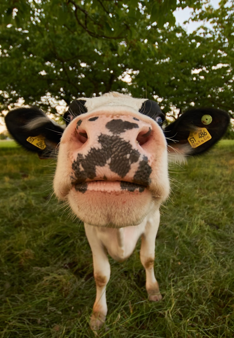 Riverbend Dairy media 1